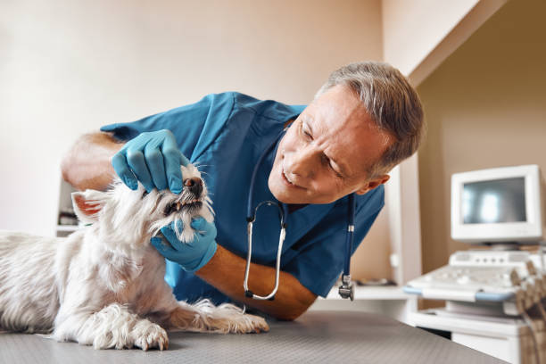 Best Emergency Root Canal Treatment in Teaticket, MA